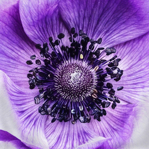 Not  Like the Rest White Modern Wood Framed Art Print by Manelis, Jessica