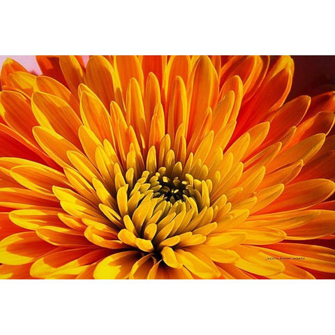 Other  Beautiful Things Black Modern Wood Framed Art Print with Double Matting by Manelis, Jessica