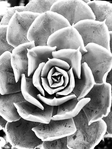 Peace  Love And Succulent black and white White Modern Wood Framed Art Print with Double Matting by Manelis, Jessica