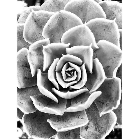 Peace  Love And Succulent black and white Gold Ornate Wood Framed Art Print with Double Matting by Manelis, Jessica