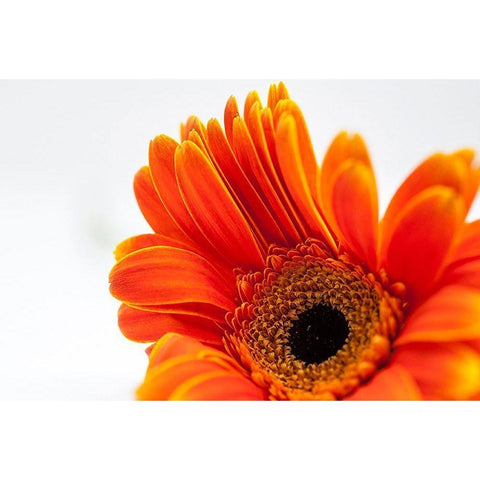 Poetry  Is Gold Ornate Wood Framed Art Print with Double Matting by Manelis, Jessica