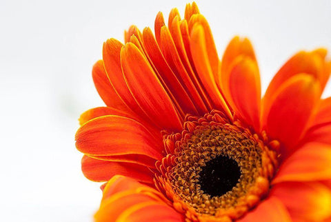 Poetry  Is White Modern Wood Framed Art Print with Double Matting by Manelis, Jessica