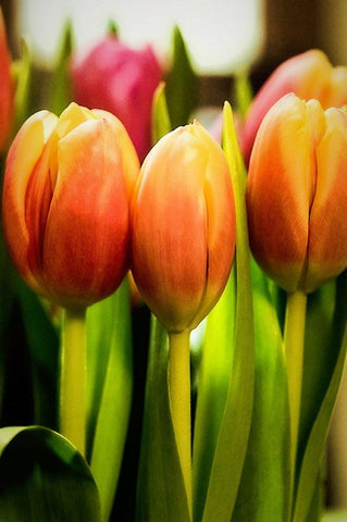 Radiant White Modern Wood Framed Art Print with Double Matting by Manelis, Jessica