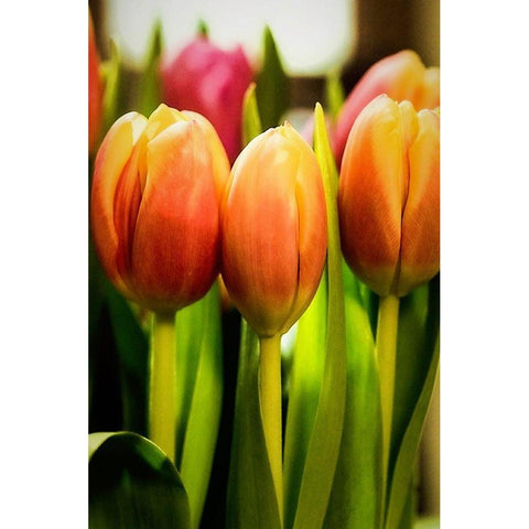 Radiant Black Modern Wood Framed Art Print by Manelis, Jessica