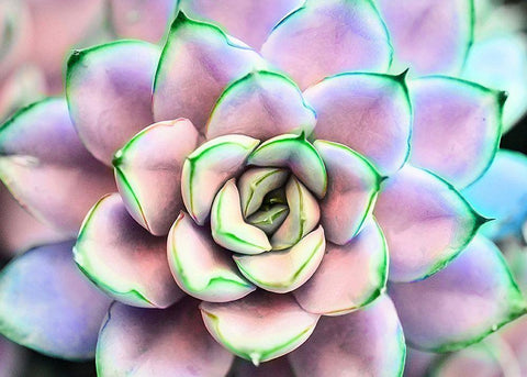 Succ  You White Modern Wood Framed Art Print with Double Matting by Manelis, Jessica