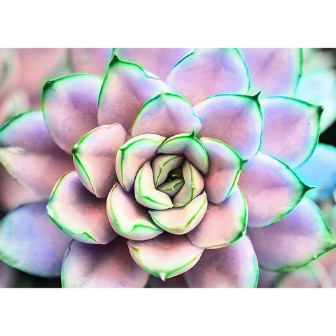 Succ  You Black Modern Wood Framed Art Print with Double Matting by Manelis, Jessica