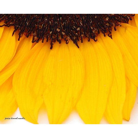 Sunflower  Closeup White Modern Wood Framed Art Print by Manelis, Jessica