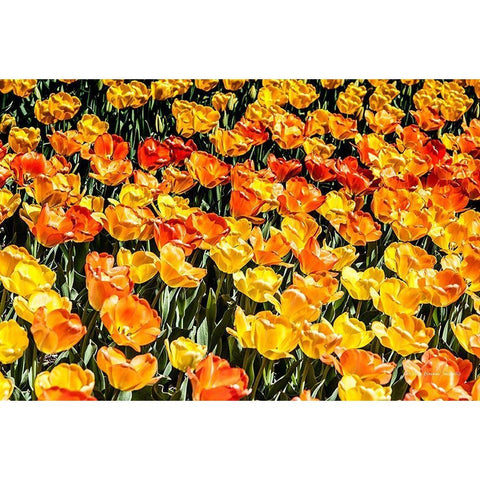 Tulip  Wave Gold Ornate Wood Framed Art Print with Double Matting by Manelis, Jessica