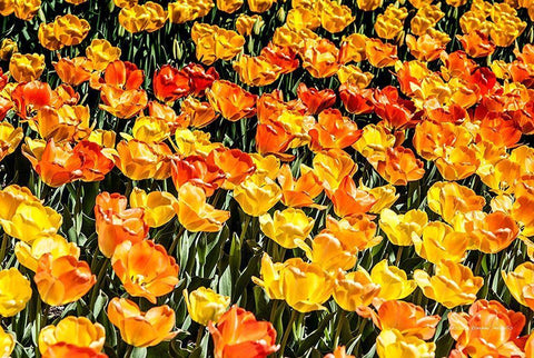 Tulip  Wave White Modern Wood Framed Art Print with Double Matting by Manelis, Jessica
