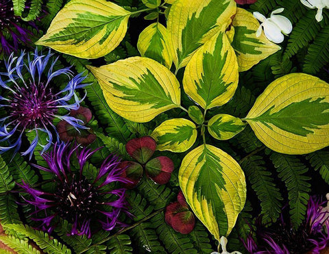 Welcome  to the Jungle White Modern Wood Framed Art Print with Double Matting by Manelis, Jessica