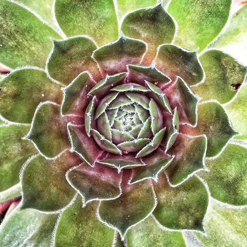 What  up Succa Black Modern Wood Framed Art Print with Double Matting by Manelis, Jessica