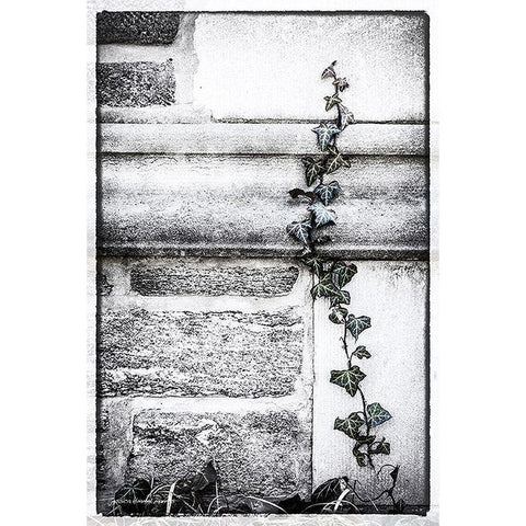 Ivy  League White Modern Wood Framed Art Print by Manelis, Jessica