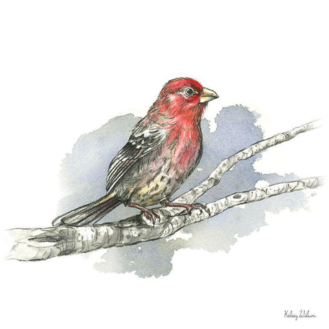 Birds And Branches IV-House Finch White Modern Wood Framed Art Print by Wilson, Kelsey