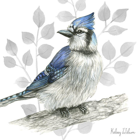 Backyard Birds I-Blue Jay White Modern Wood Framed Art Print with Double Matting by Wilson, Kelsey