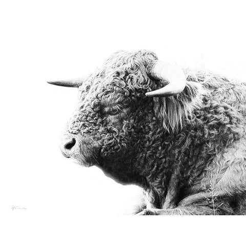 My Highland II Black Modern Wood Framed Art Print with Double Matting by Cusson, Marie Elaine