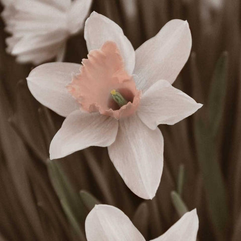 Hint of Spring II Black Ornate Wood Framed Art Print with Double Matting by Romita, Denise