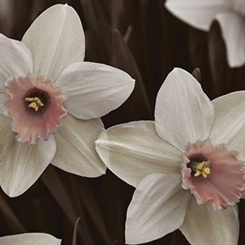 Hint of Spring III White Modern Wood Framed Art Print with Double Matting by Romita, Denise