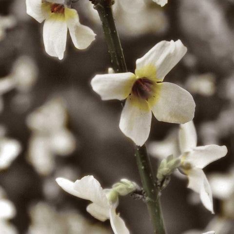 Hint of Spring VI White Modern Wood Framed Art Print by Romita, Denise