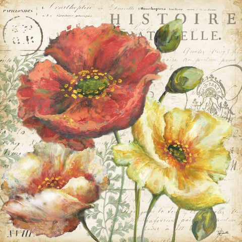 Spice Poppies Histoire Naturelle I White Modern Wood Framed Art Print with Double Matting by Tre Sorelle Studios