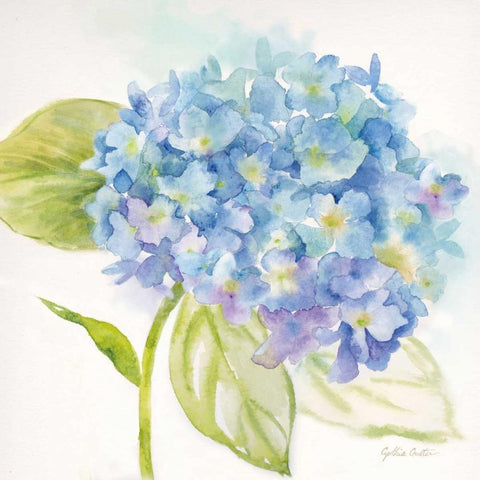 Painted Hydrangeas I White Modern Wood Framed Art Print by Coulter, Cynthia