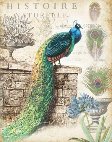 Vintage Peacocks I White Modern Wood Framed Art Print with Double Matting by Tre Sorelle Studios