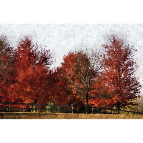 Fall Reds Black Modern Wood Framed Art Print by Romita, Denise