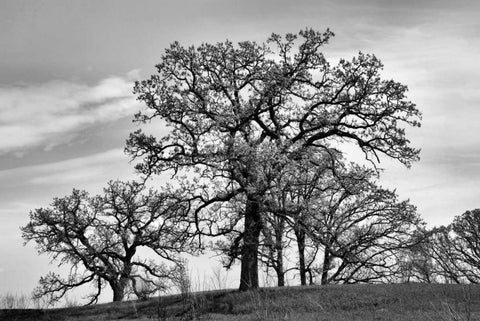 Parkside White Modern Wood Framed Art Print with Double Matting by Romita, Denise