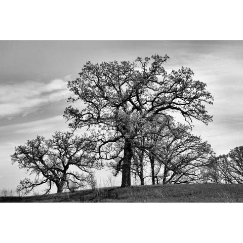 Parkside White Modern Wood Framed Art Print by Romita, Denise