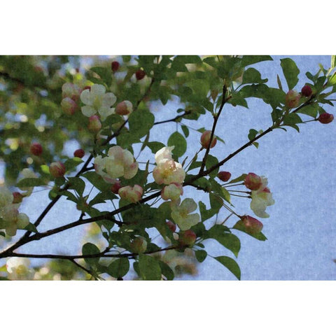 Blossom Branch Black Modern Wood Framed Art Print with Double Matting by Romita, Denise