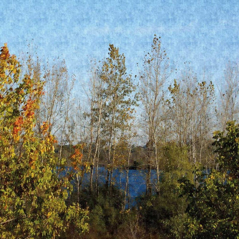 Trees of Fall White Modern Wood Framed Art Print with Double Matting by Romita, Denise