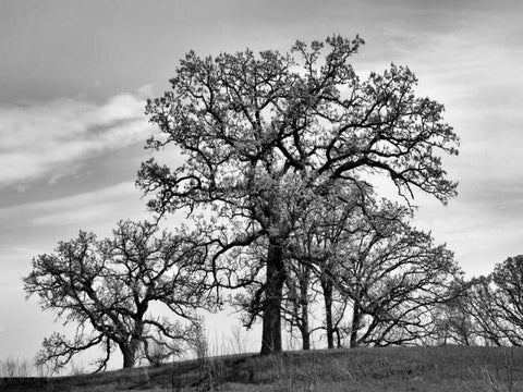 Parkside White Modern Wood Framed Art Print with Double Matting by Romita, Denise