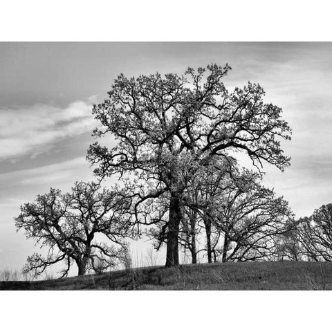 Parkside Black Modern Wood Framed Art Print by Romita, Denise