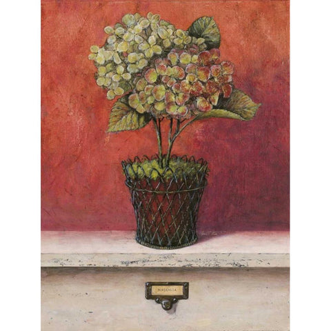 Hortensia Study Black Modern Wood Framed Art Print with Double Matting by Fisk, Arnie