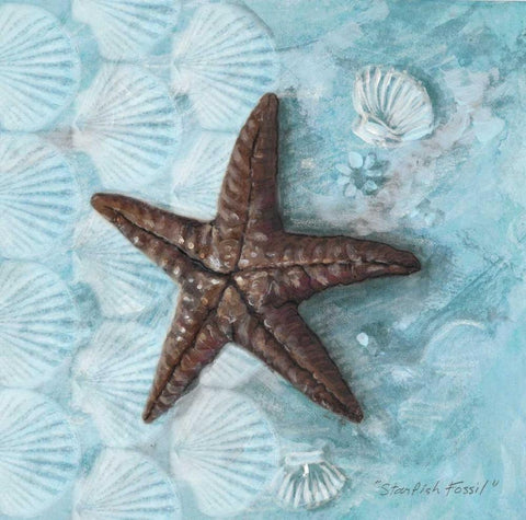 Starfish Fossil White Modern Wood Framed Art Print with Double Matting by Fisk, Arnie