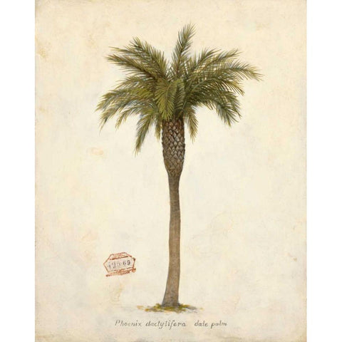 Date Palm Illustration Â Â Â Â Â Â Â Â Â Â Â Â Â Â   White Modern Wood Framed Art Print by Fisk, Arnie