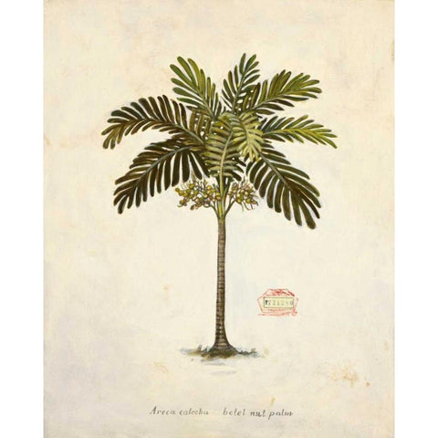 Nut Palm Illustration  Gold Ornate Wood Framed Art Print with Double Matting by Fisk, Arnie