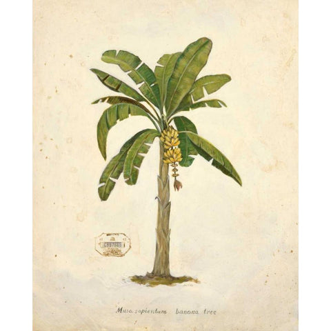 Banana Palm Illustration  Gold Ornate Wood Framed Art Print with Double Matting by Fisk, Arnie