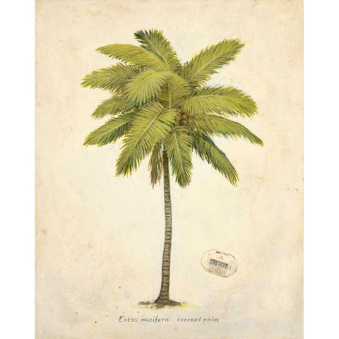 Coconut Palm Illustration  White Modern Wood Framed Art Print by Fisk, Arnie