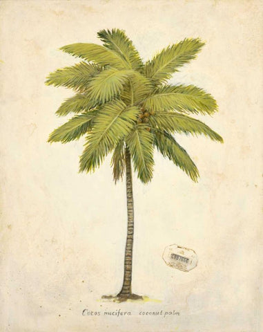 Coconut Palm Illustration  Black Ornate Wood Framed Art Print with Double Matting by Fisk, Arnie