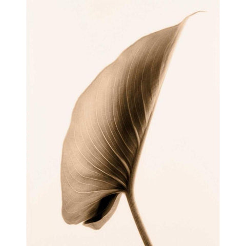 Alocasia 1 Gold Ornate Wood Framed Art Print with Double Matting by Greenwood, Julie