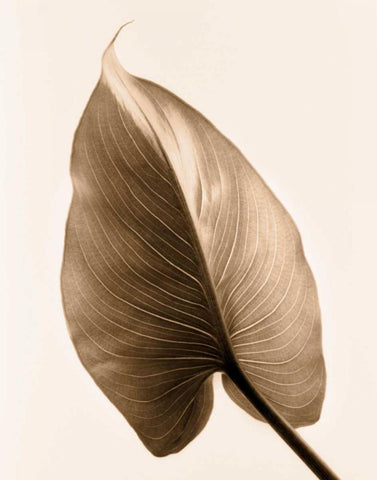 Alocasia 2 White Modern Wood Framed Art Print with Double Matting by Greenwood, Julie