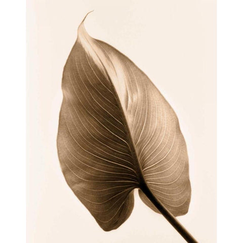 Alocasia 2 Black Modern Wood Framed Art Print with Double Matting by Greenwood, Julie