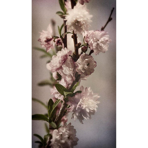 Blossoming Almond 1 White Modern Wood Framed Art Print by Greenwood, Julie