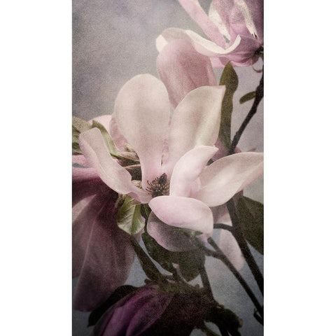 Magnolia Memories 1 White Modern Wood Framed Art Print by Greenwood, Julie