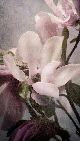 Magnolia Memories 1 Black Ornate Wood Framed Art Print with Double Matting by Greenwood, Julie