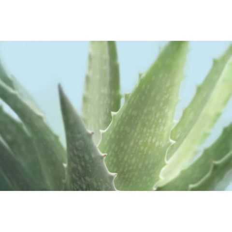 Soft Focus Succulent 1 White Modern Wood Framed Art Print by Greenwood, Julie