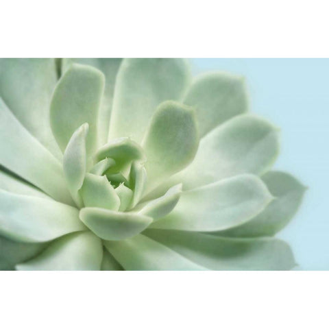 Soft Focus Succulent 3 Gold Ornate Wood Framed Art Print with Double Matting by Greenwood, Julie