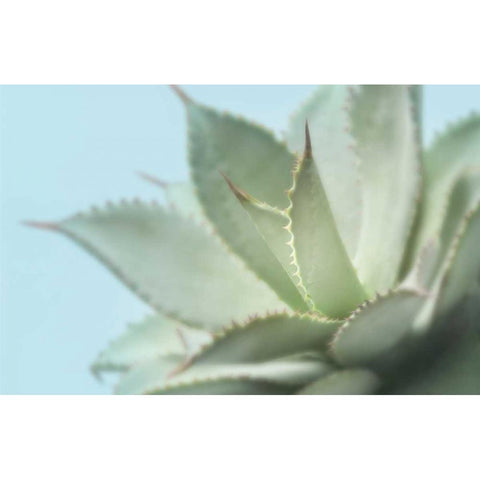 Soft Focus Succulent 4 Black Modern Wood Framed Art Print with Double Matting by Greenwood, Julie
