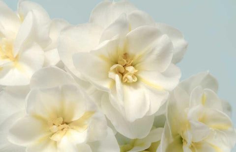 Winter Whites White Modern Wood Framed Art Print with Double Matting by Greenwood, Julie