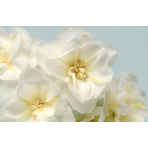 Winter Whites Black Modern Wood Framed Art Print with Double Matting by Greenwood, Julie